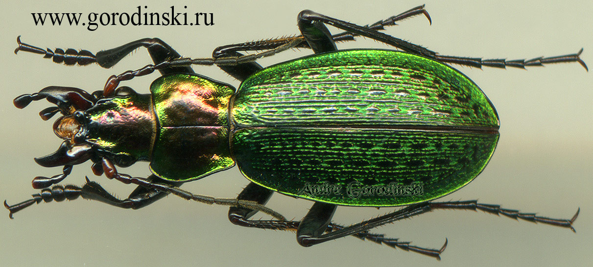 http://www.gorodinski.ru/carabus/Calocarabus benpo.jpg